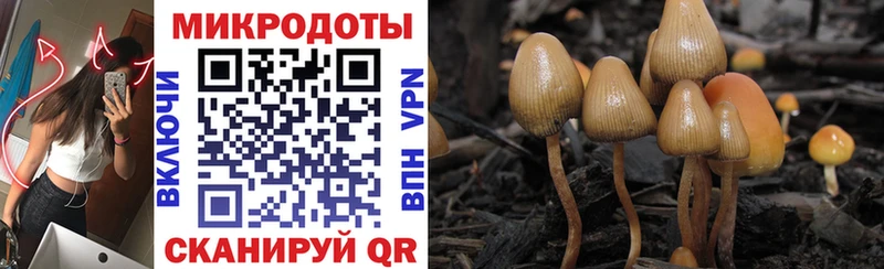 Псилоцибиновые грибы Psilocybine cubensis MEGA Староминская